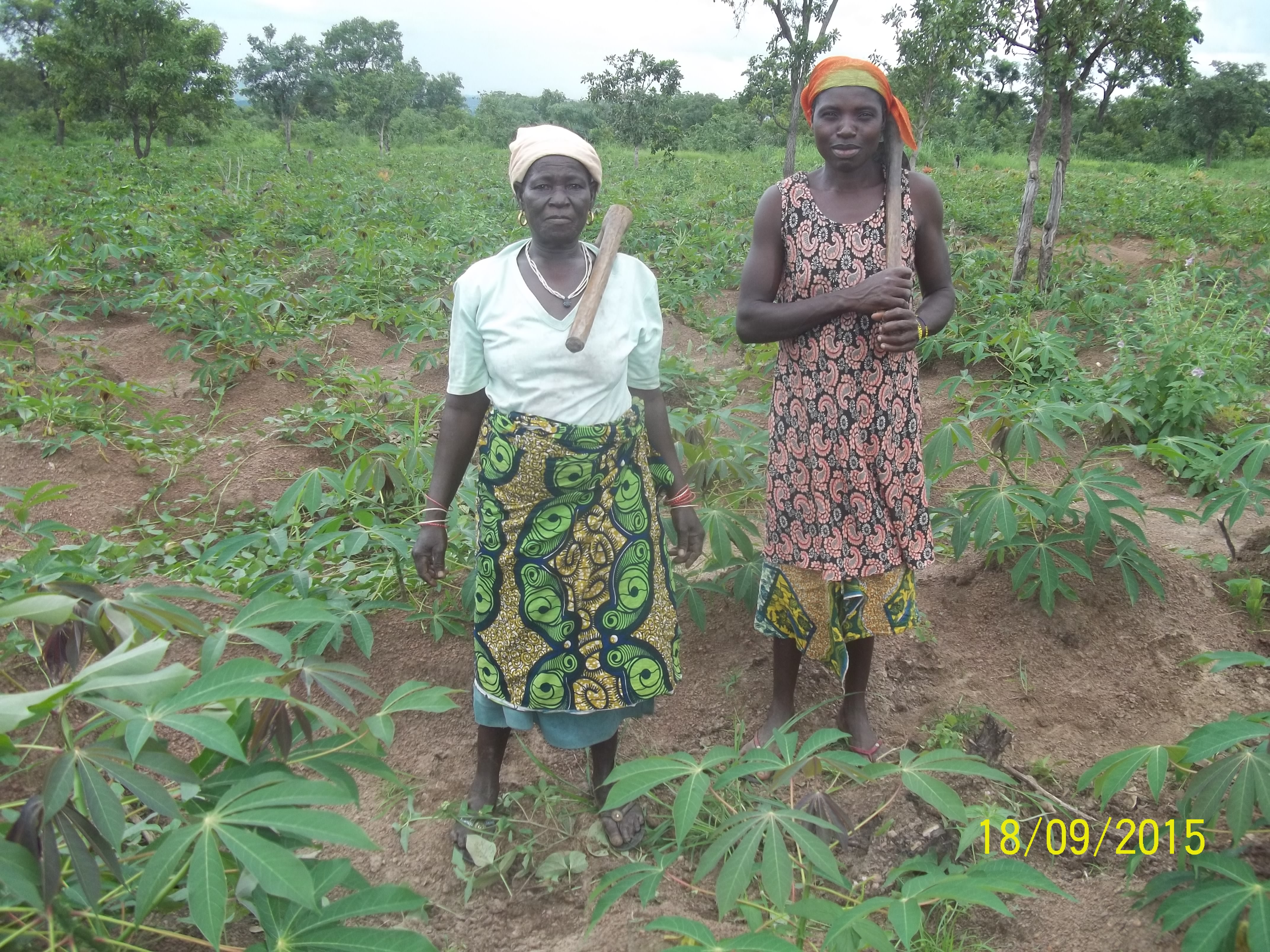 Membres GF Manioc Tectibayaou au champ