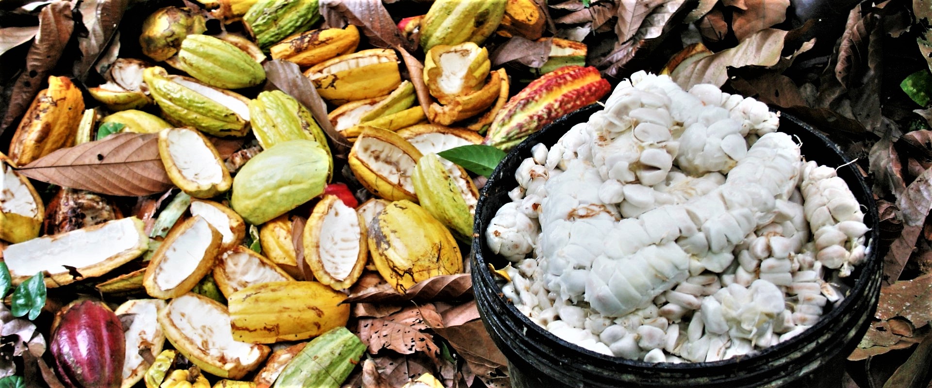 Cacao_Ecuador_Mani_Tese_2017