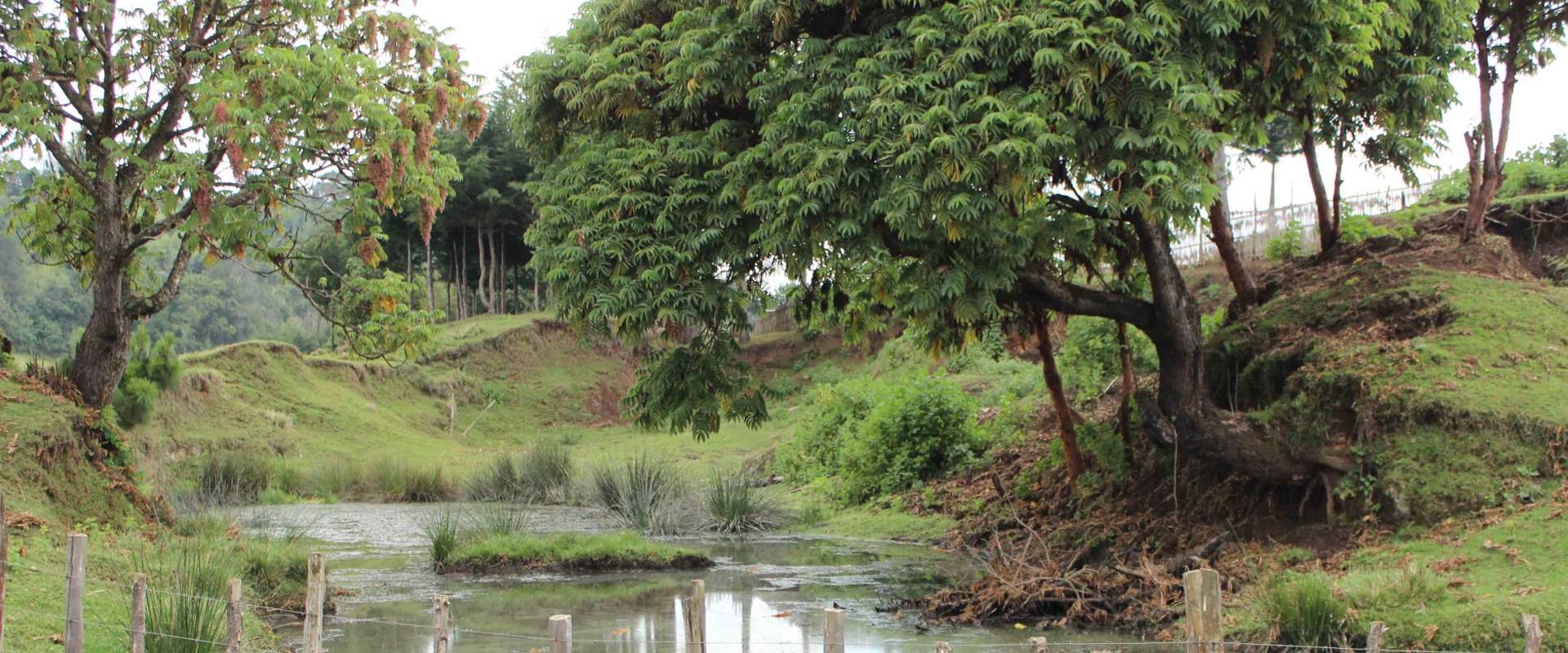 Foresta_Mau_Kenya_Mani_Tese_2017