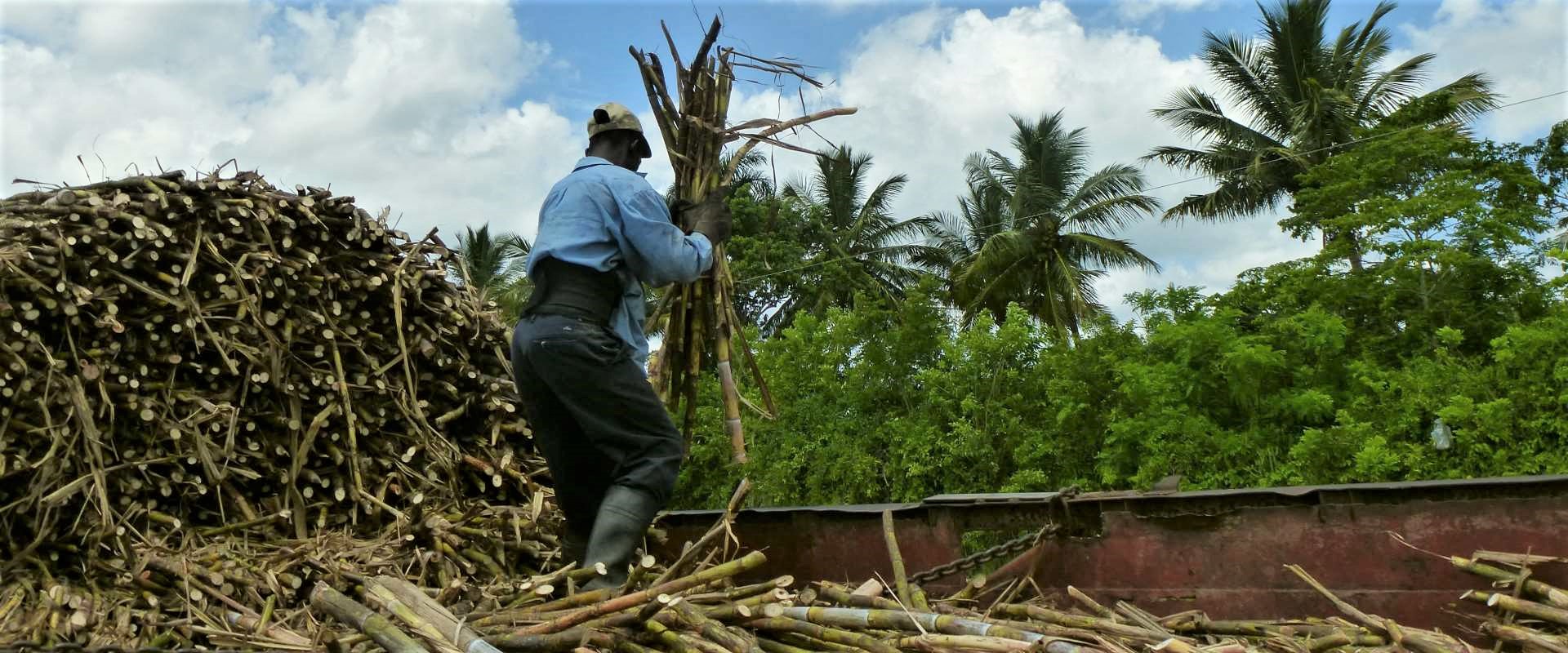Lavoratore_CannaDaZucchero_Nicaragua_Mani_Tese_2017