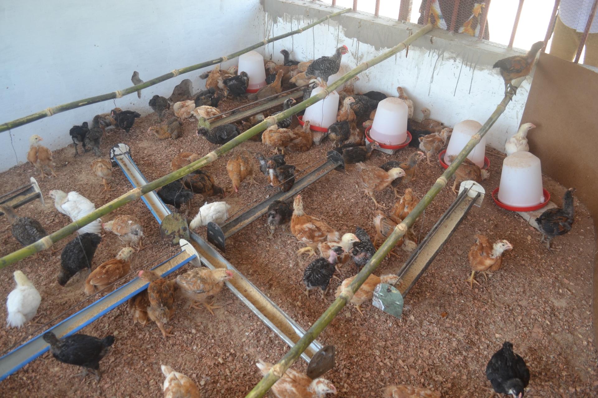Giovani pulcini crescono nel pollaio gestito dai migranti di ritorno Guinea Bissau Mani Tese 2017