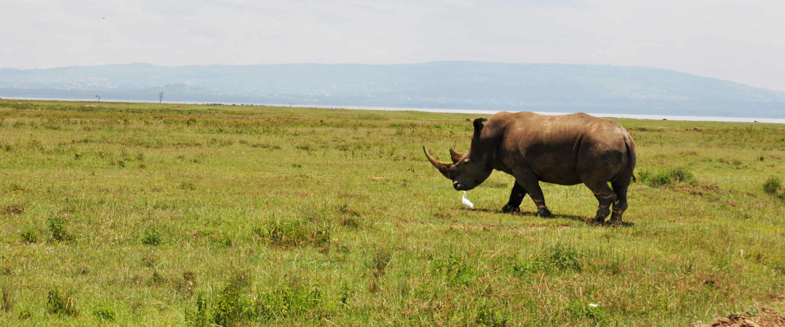 Nakuru rinoceronte savana Kenya Mani Tese 2017
