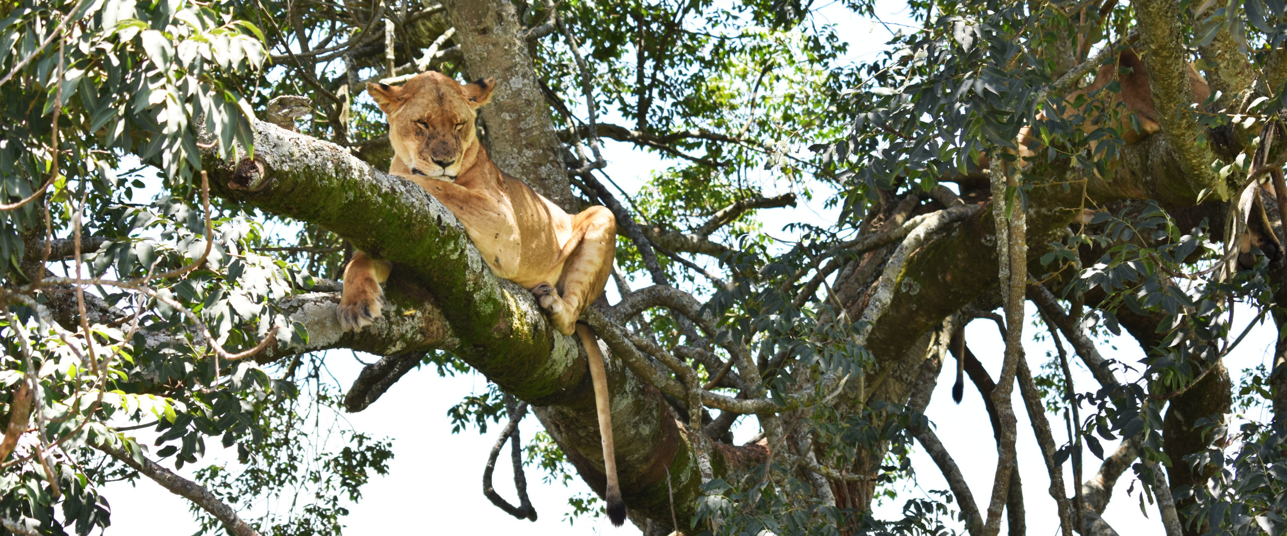 Nakuru savana leonessa Kenya Mani Tese 2017