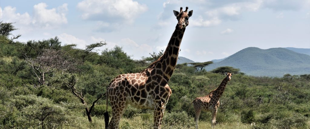 giraffa foresta Kenya Mani Tese 2017