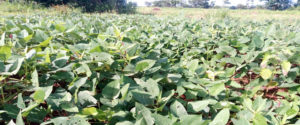 fagioli campo sperimentale tampegre Benin Mani Tese 2018