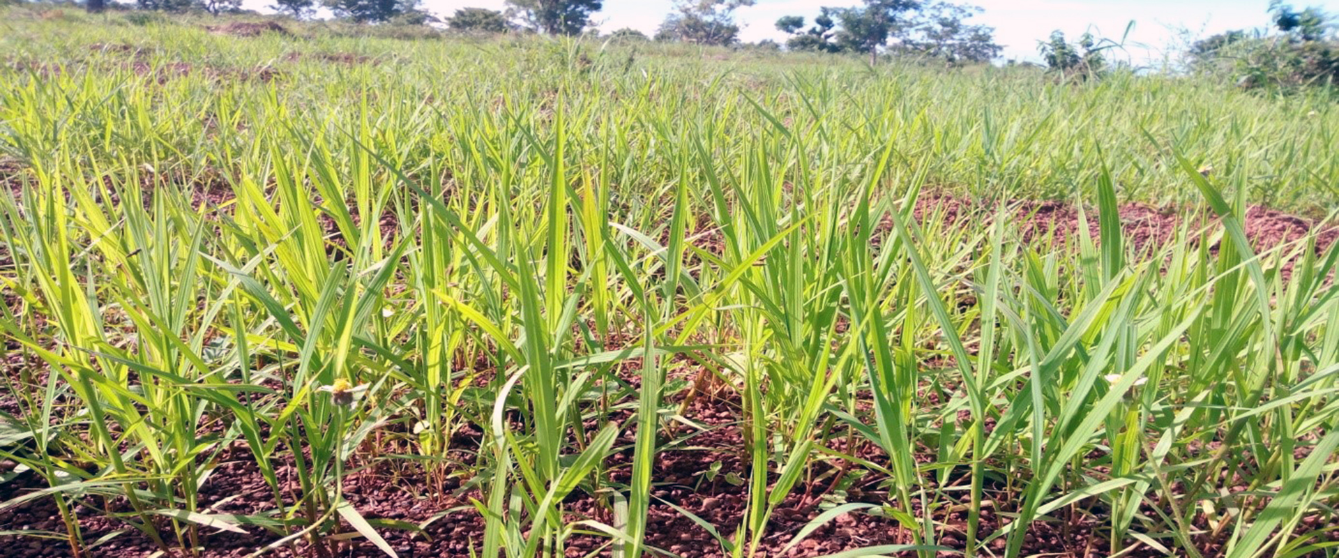 fonio campo sperimentale tampegre Benin Mani Tese 2018