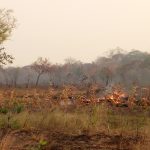 MOZAMBICO, CONTRASTARE LO “SLASH AND BURN” PER PROTEGGERE L’AMBIENTE