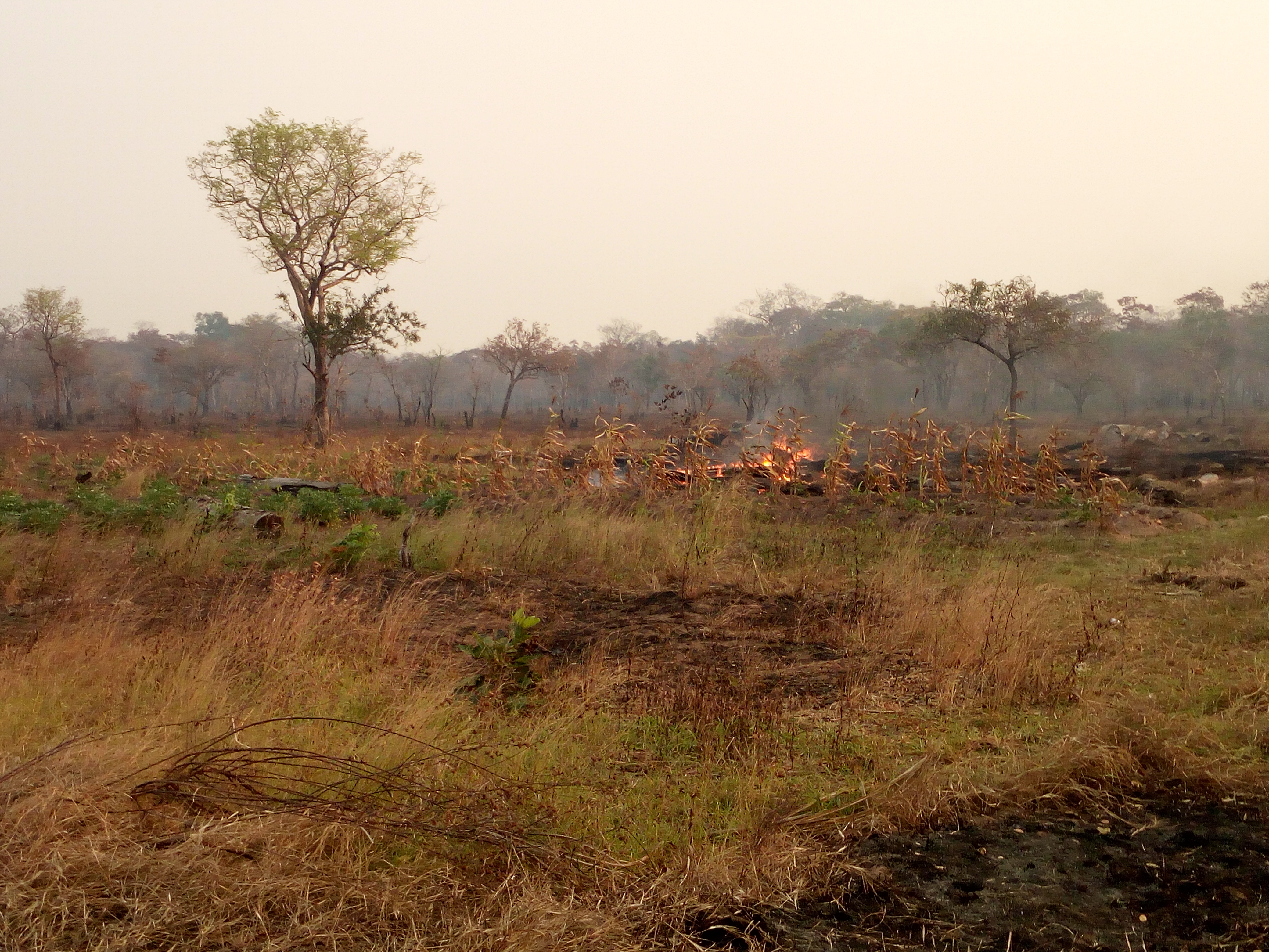 slash and burn_mozambico_mani tese_2019