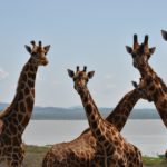mazingira tour kenya mani tese 2018 (1)