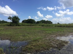 campi mais arachidi inondati mozambico mani tese 2019