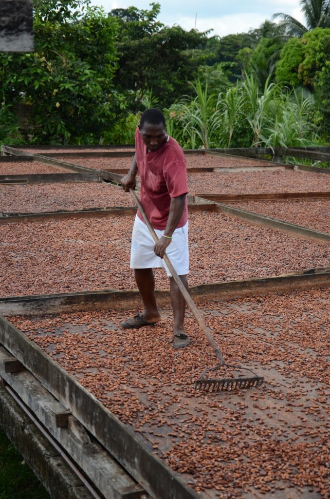 essiccazione cacao piccoli produttori ecuador mani tese 2019