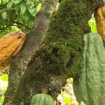La filiera del cacao in Ecuador: il dossier di Mani Tese