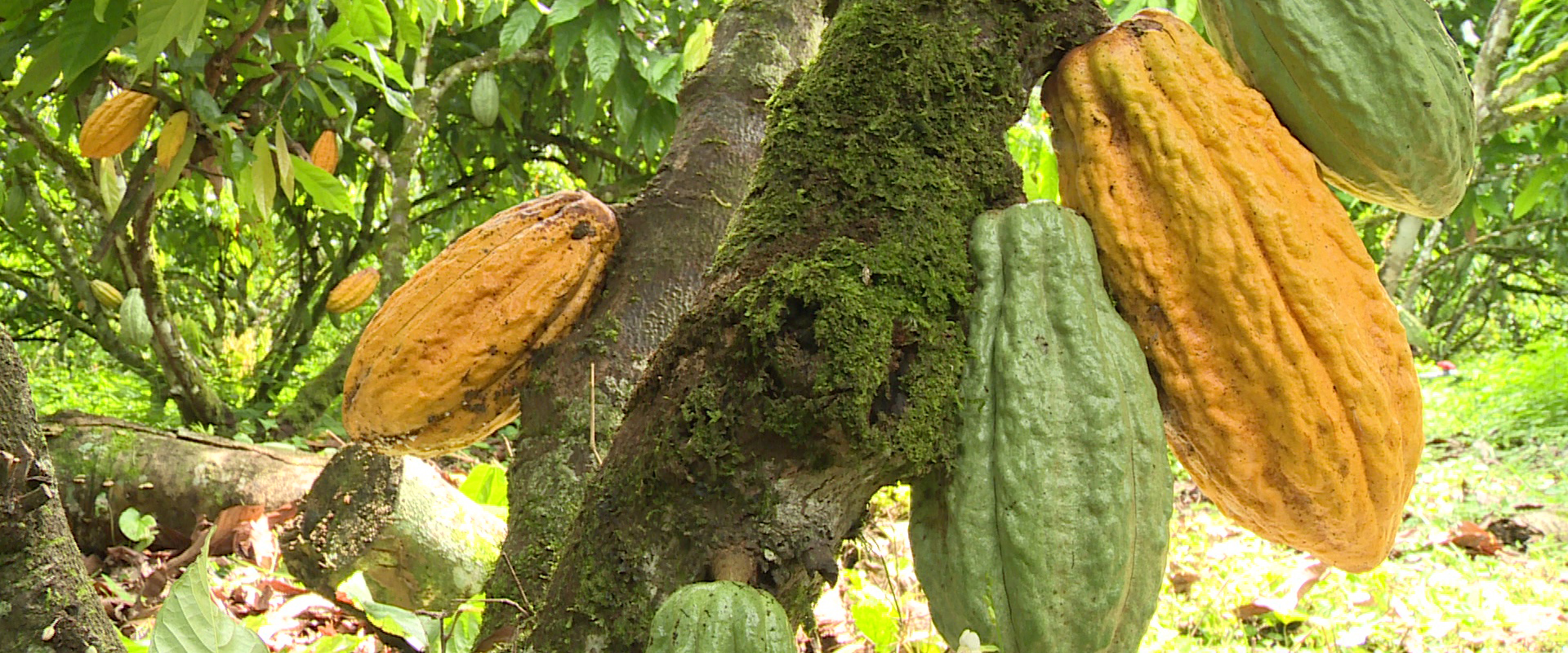 filiera cacao dossier ecuador mani tese 2019