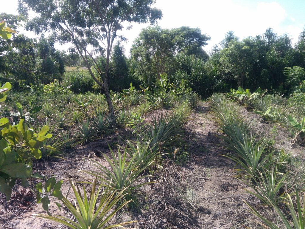 interfila ananas consociazione mozambico mani tese 2019