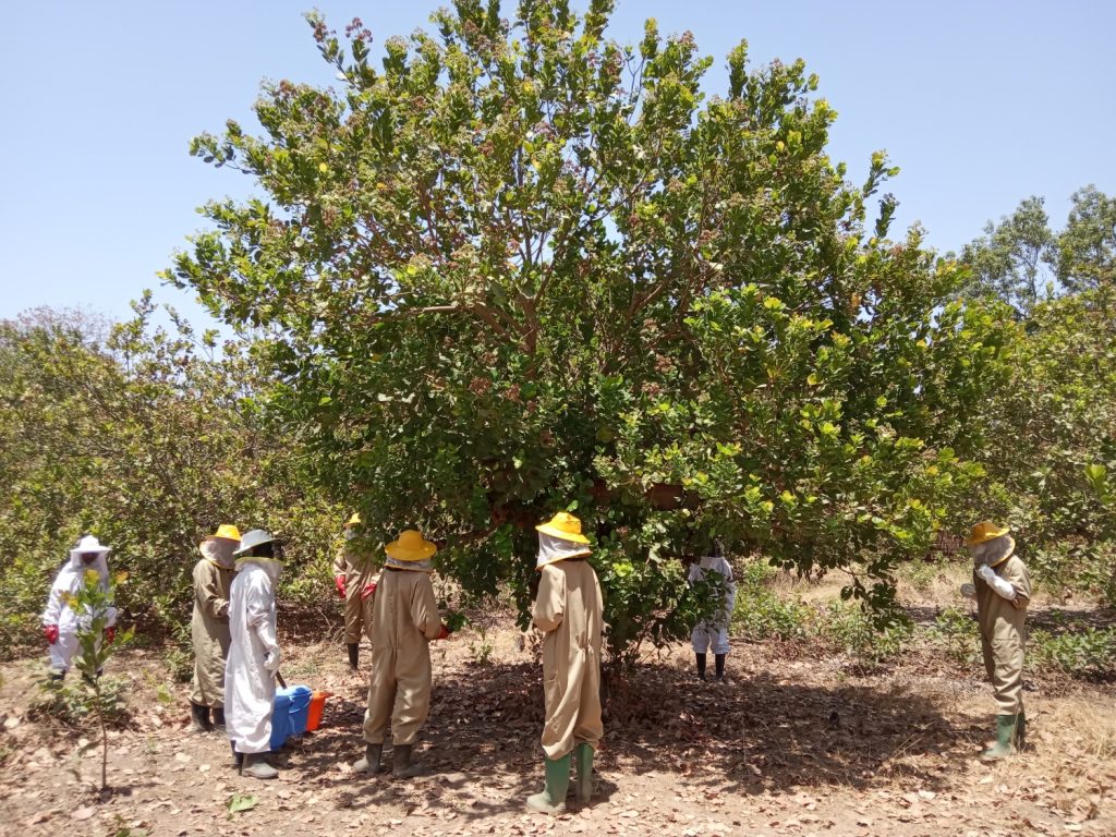 Guinea-Bissau Mani tese 2019 (1)