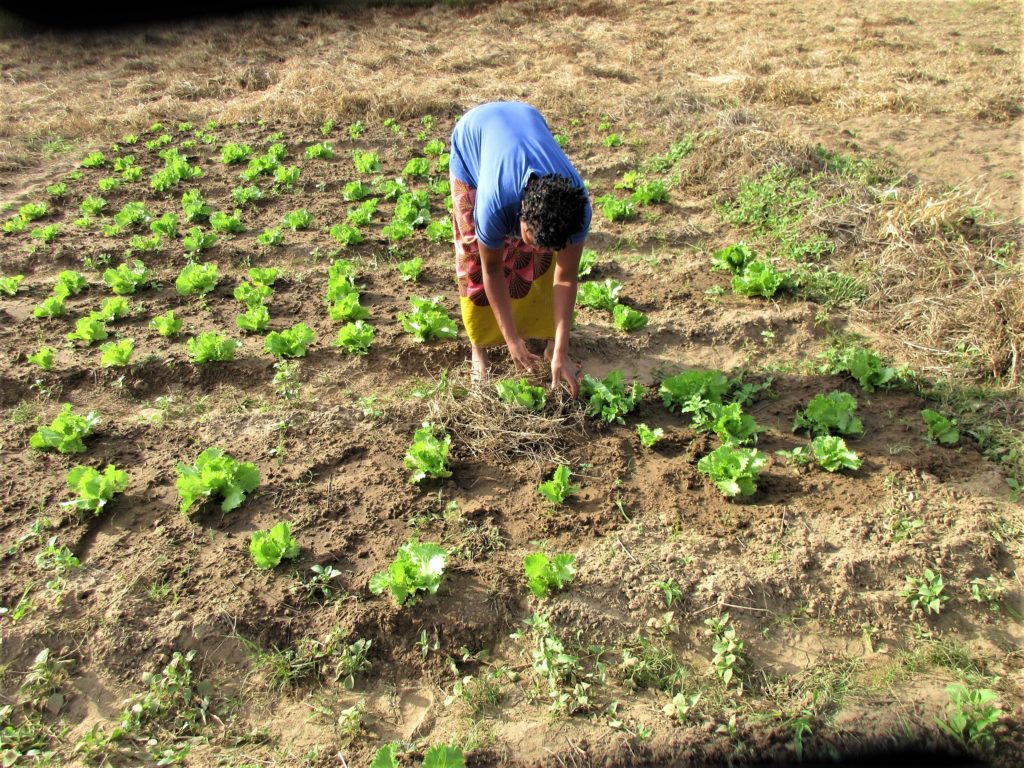 in mozambico le piogge non fermano attività agricola mani tese 2020