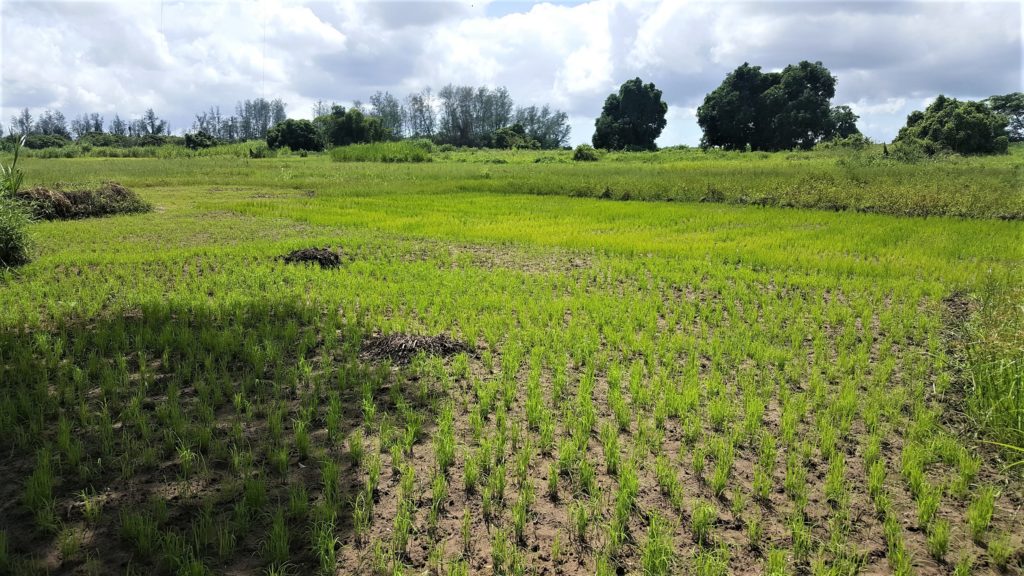 in mozambico le piogge non fermano attività agricola mani tese 2020_3