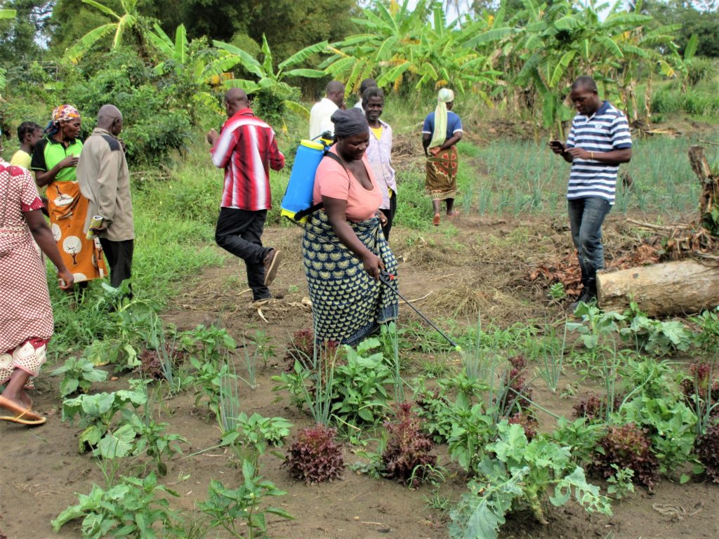 in mozambico le piogge non fermano attività agricola mani tese 2020_4