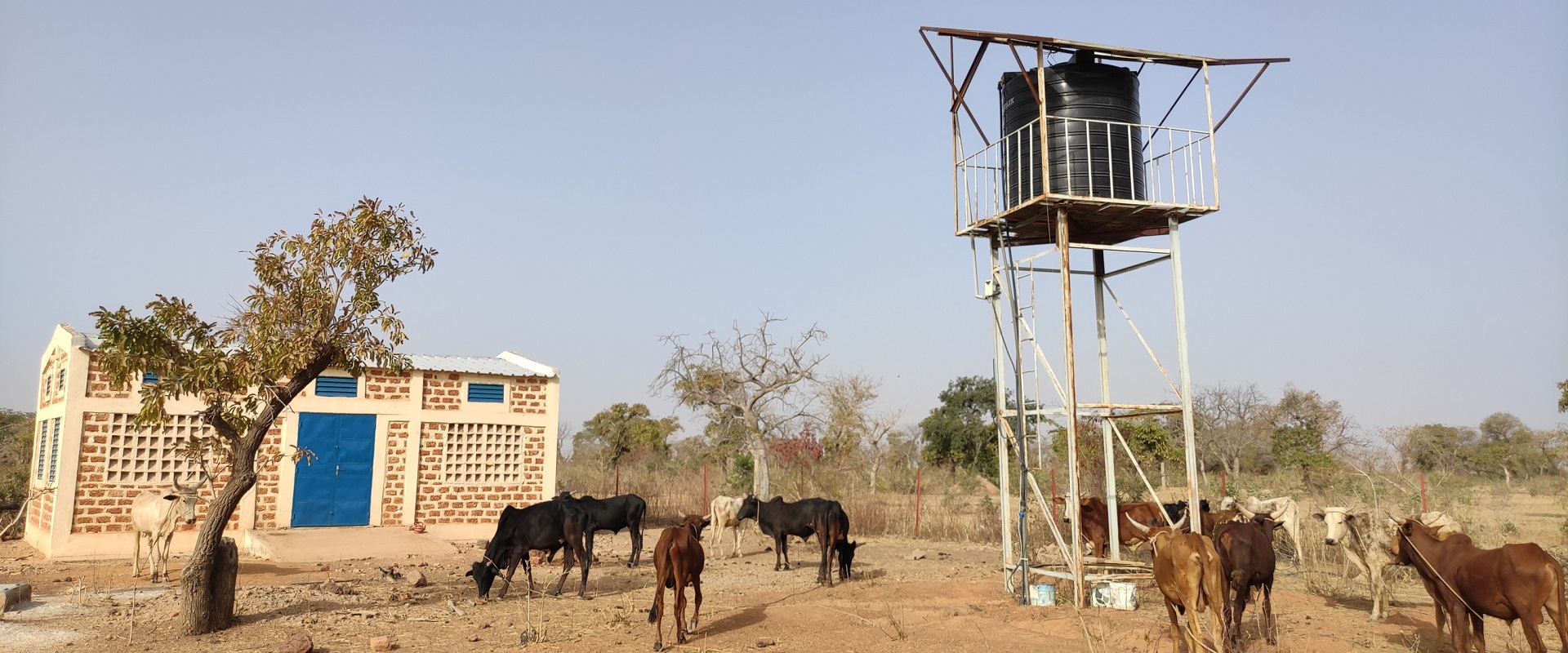 impianto irrigazione loumbila con animali burkina faso mani tese 2021