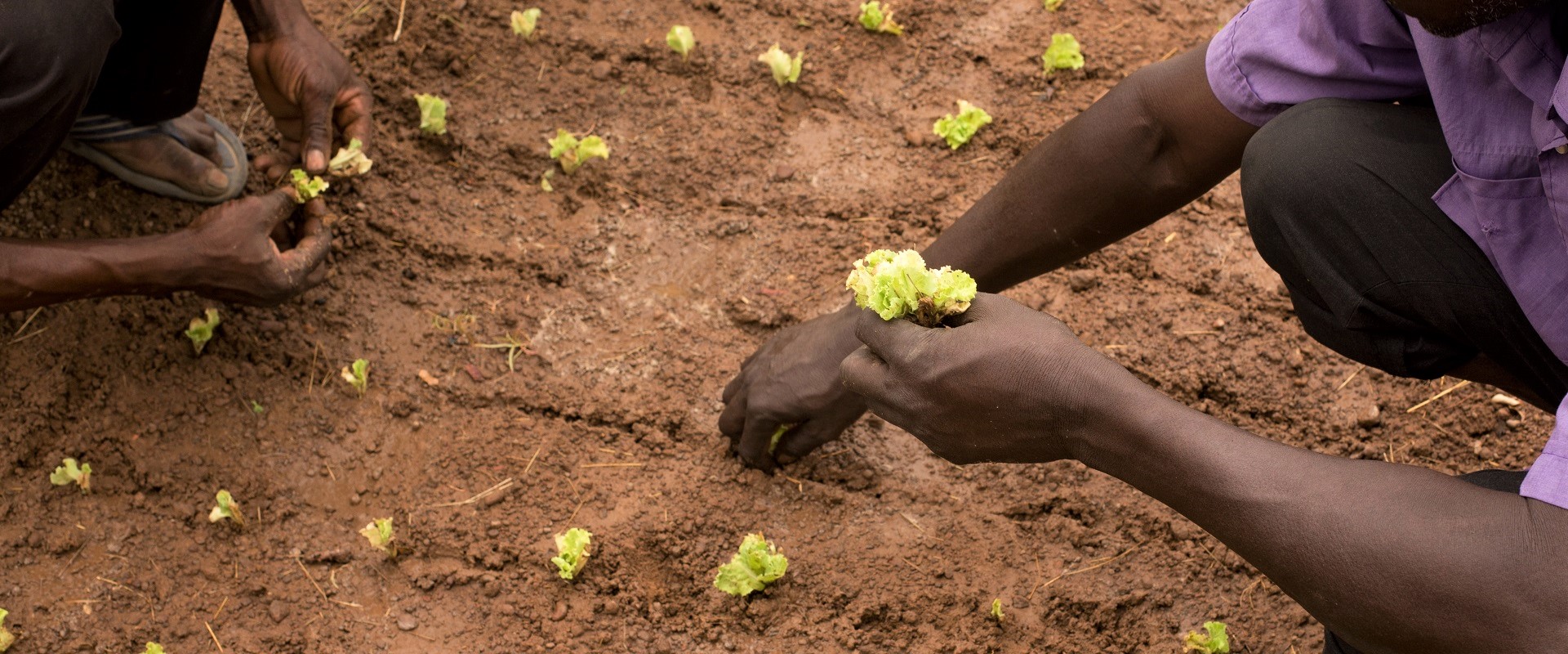 progetto semina burkina faso mani tese 2021