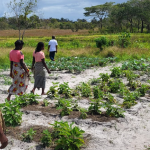 Ethaka, resilienza a cambiamenti climatici e guerra in Mozambico