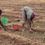 Burkina Faso: una cintura verde per nutrire la città