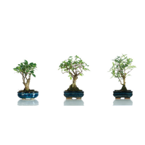 Bonsai base