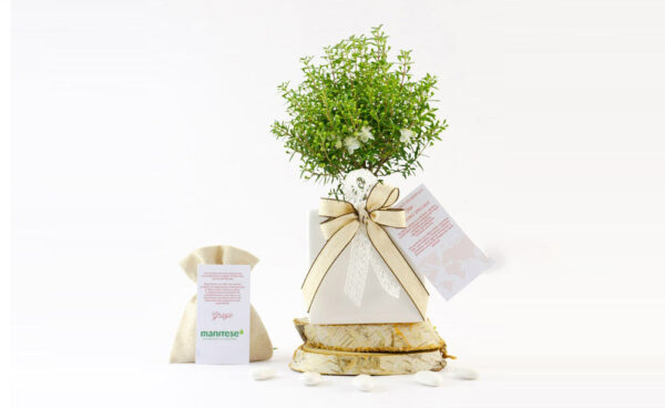 Bomboniera vaso ceramica bianca small