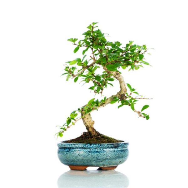 Bonsai top - Carmona