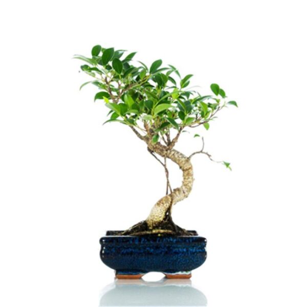 Bonsai top - Ficus