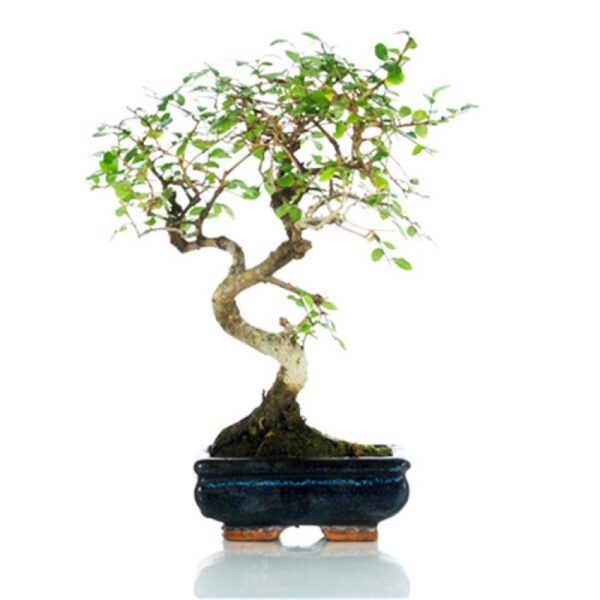 Bonsai top - Olmo