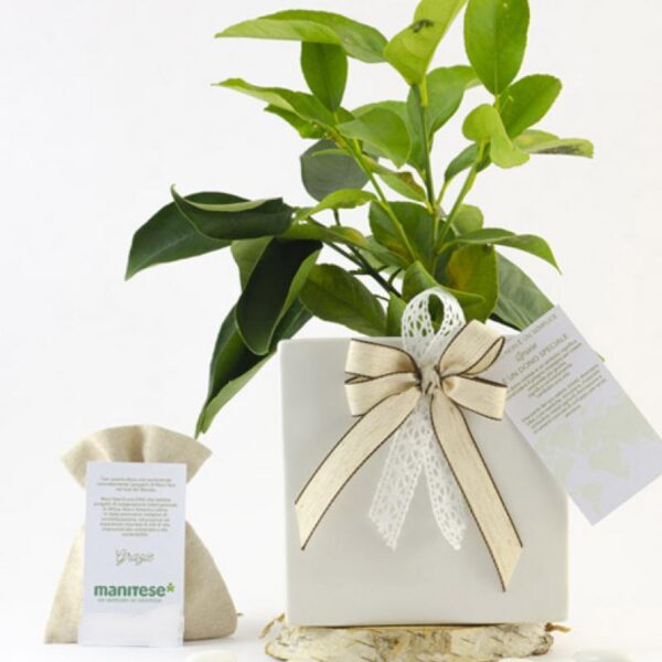 Bomboniera vaso ceramica bianca small - immagine 5
