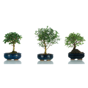 Bonsai medium