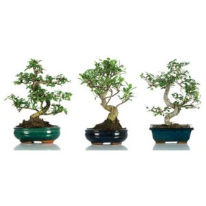 Bonsai regalo