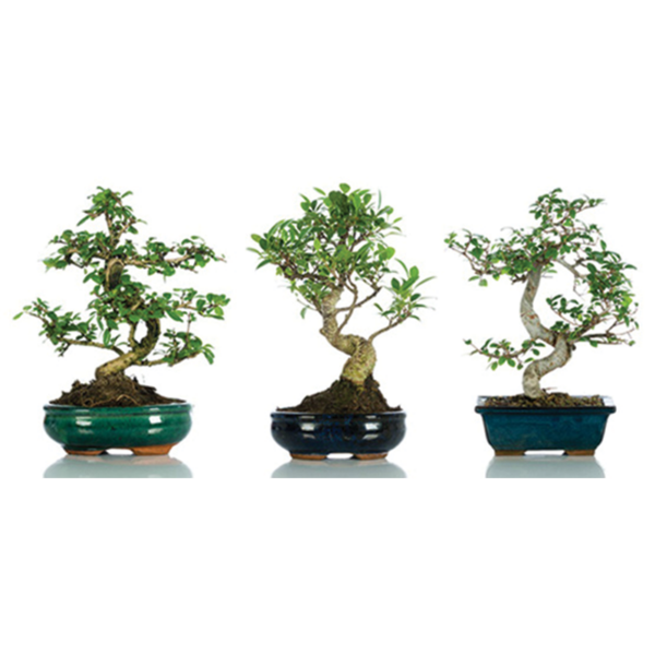 Bonsai regalo