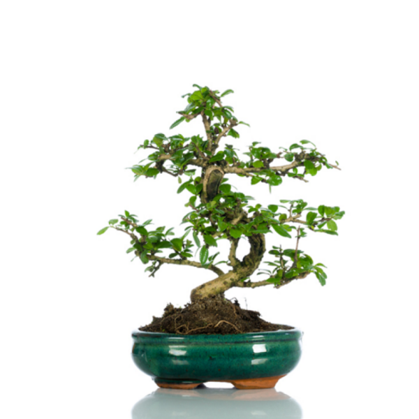 Bonsai testimoni - Carmona