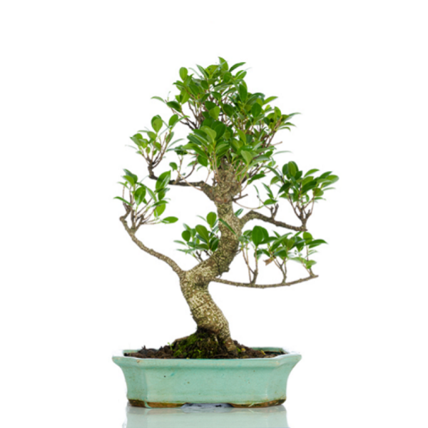 Bonsai testimoni - Ficus