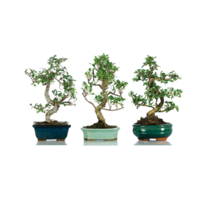 Bonsai extra