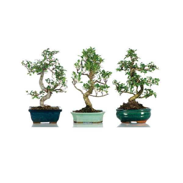 Bonsai extra
