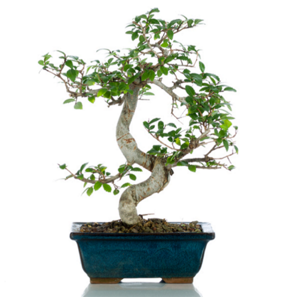 Bonsai testimoni - Olmo