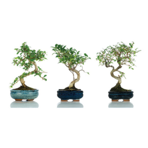 Bonsai top