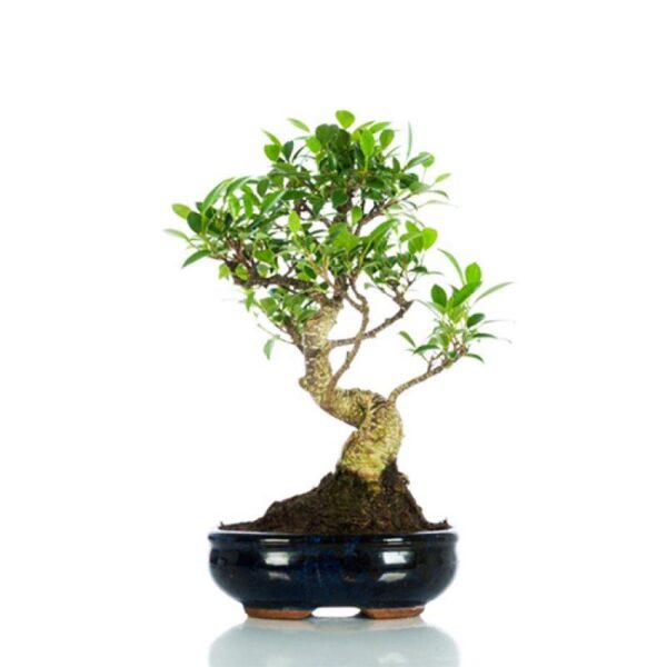 Bonsai regalo – Ficus