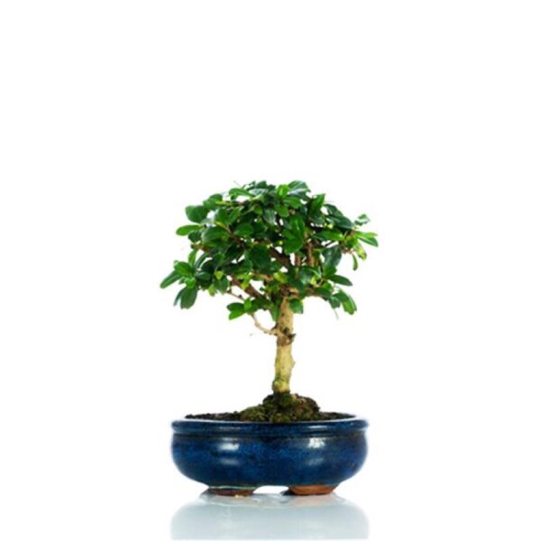 Bonsai medium - Carmona