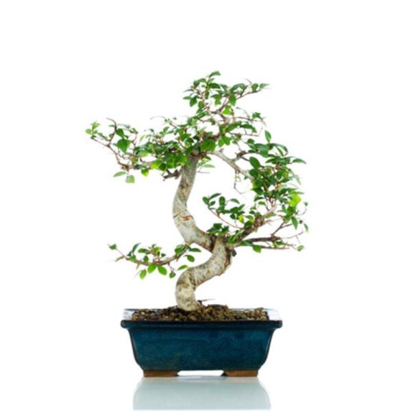 Bonsai regalo - Olmo