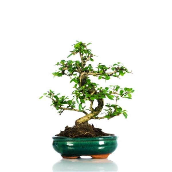 Bonsai regalo - Carmona