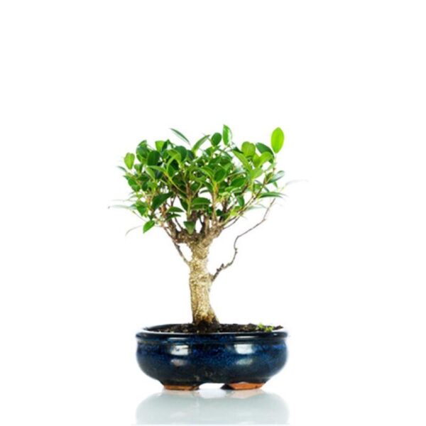 Bonsai medium - Ficus