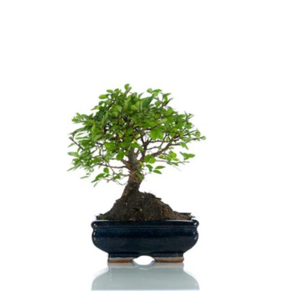 Bonsai medium - Olmo