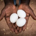 La fiera avicola & agroecologica in Guinea Bissau