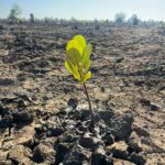 RIFORESTIAMO LE MANGROVIE IN MOZAMBICO!