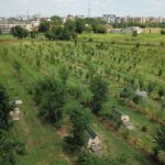 Mani Tese e Soulfood Forestfarms: una nuova collaborazione per la transizione agroecologica e lo sviluppo di comunità